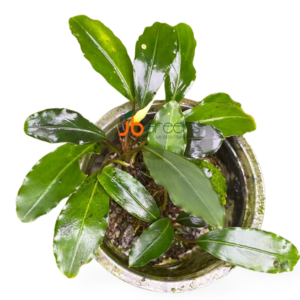 Bucephalandra sp. Green Afika