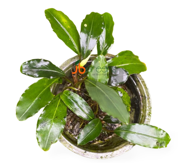 Bucephalandra sp. Green Afika