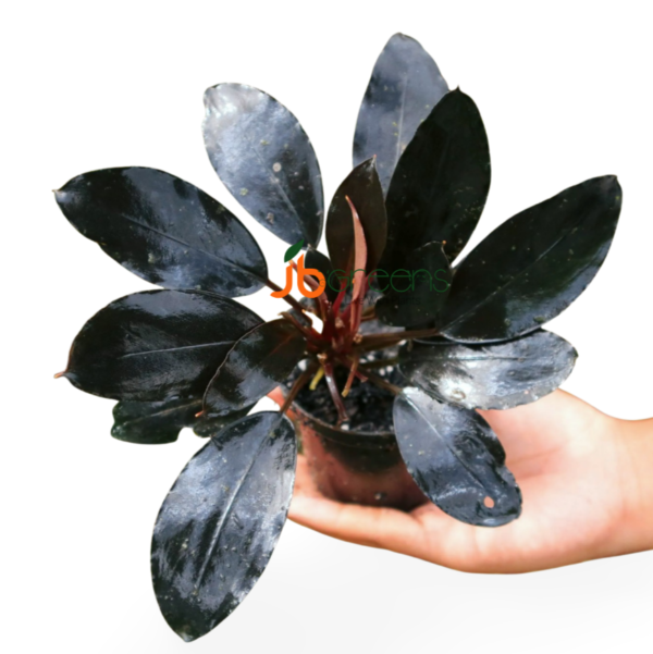 Bucephalandra sp. Maharani