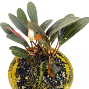 Bucephalandra sp. Pink Lady