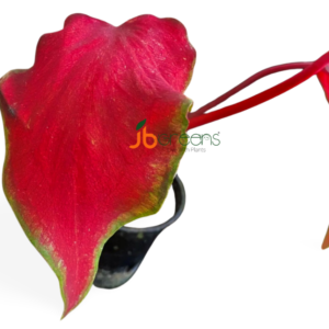 Caladium Anggur Merah