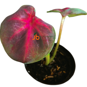 Caladium Lotus