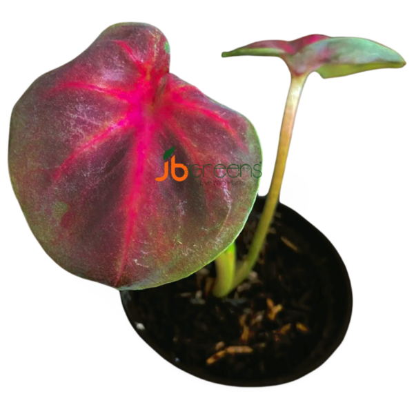 Caladium Lotus