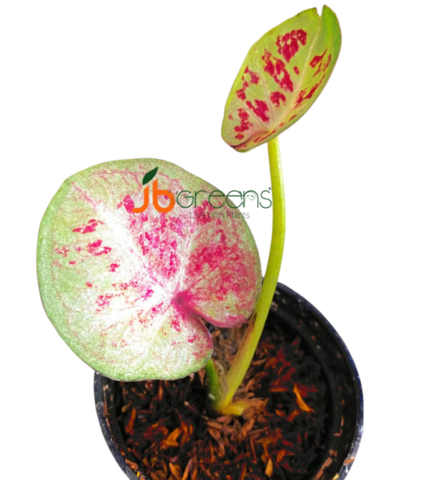 Caladium One World