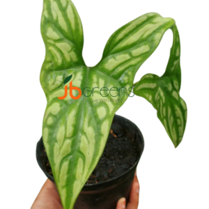 Cercetis Mirabilis