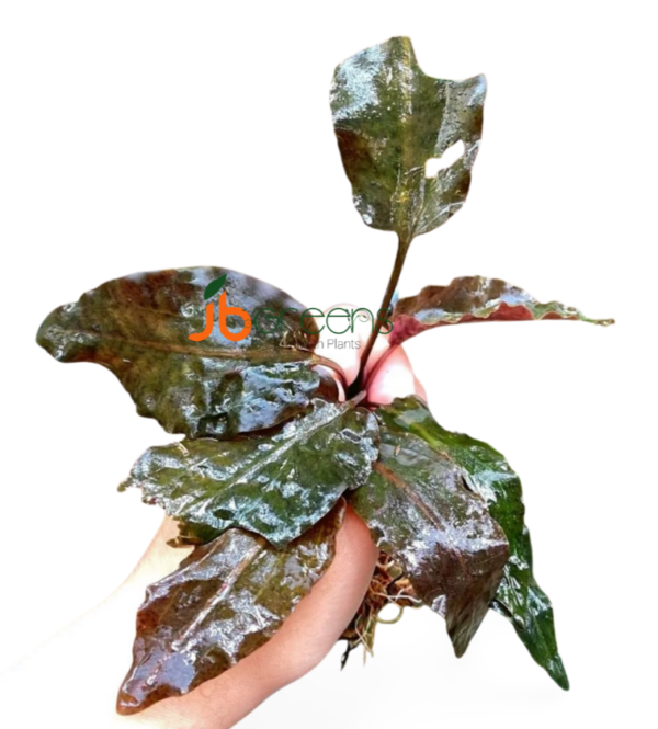 Cryptocoryne Grifithii