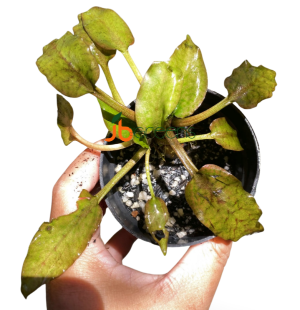 Cryptocoryne Hendrikii