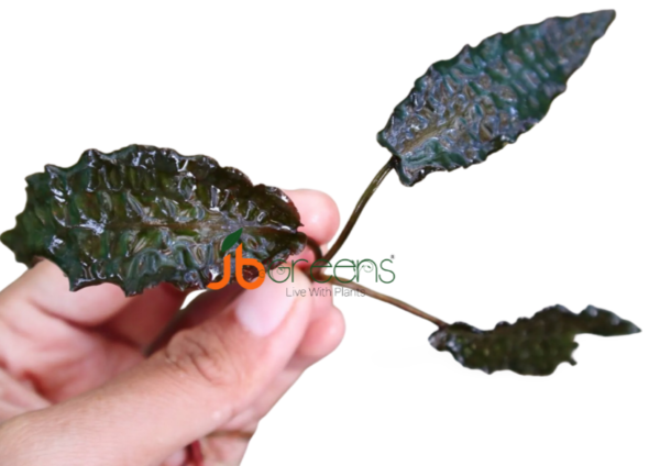 Cryptocoryne Keii