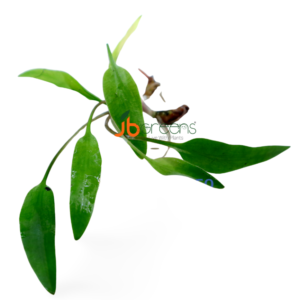 Cryptocoryne Parva