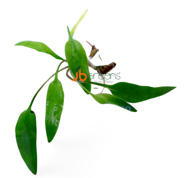 Cryptocoryne Parva