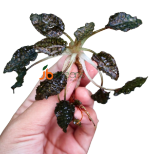 Cryptocoryne Striolata