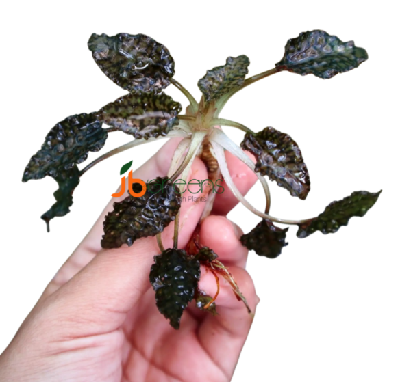 Cryptocoryne Striolata