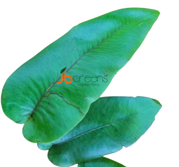 Diplazium Cordifolium Blume