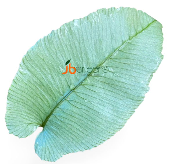 Diplazium sp Sumatra