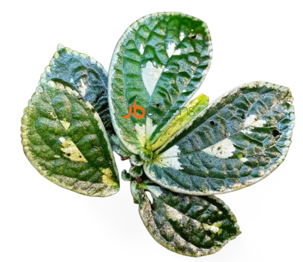 Elatostema sp. Borneo