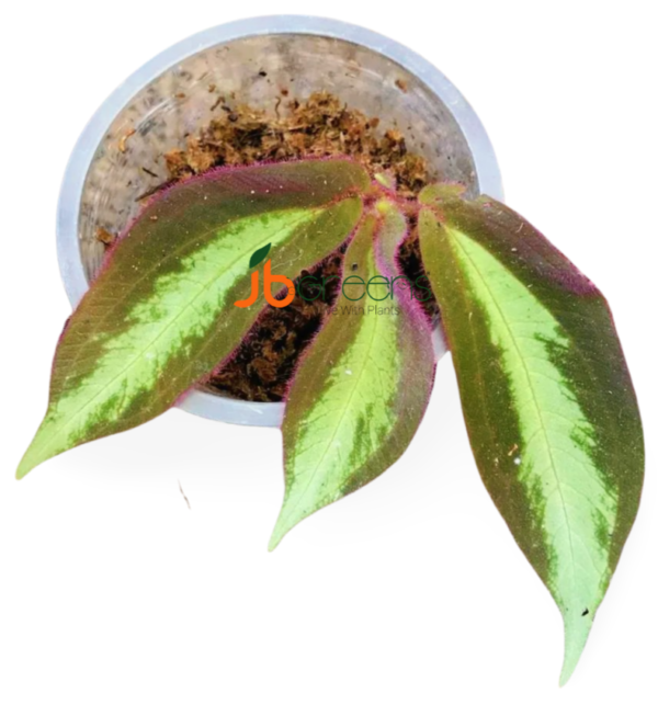 Elatostema sp. Sumatra