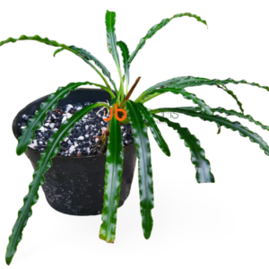 Fenestratarum Mulyadii