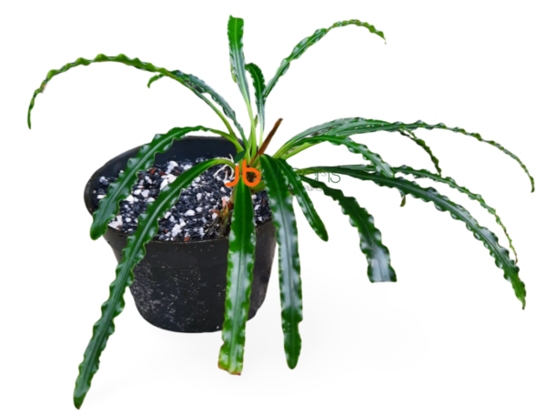 Fenestratarum Mulyadii