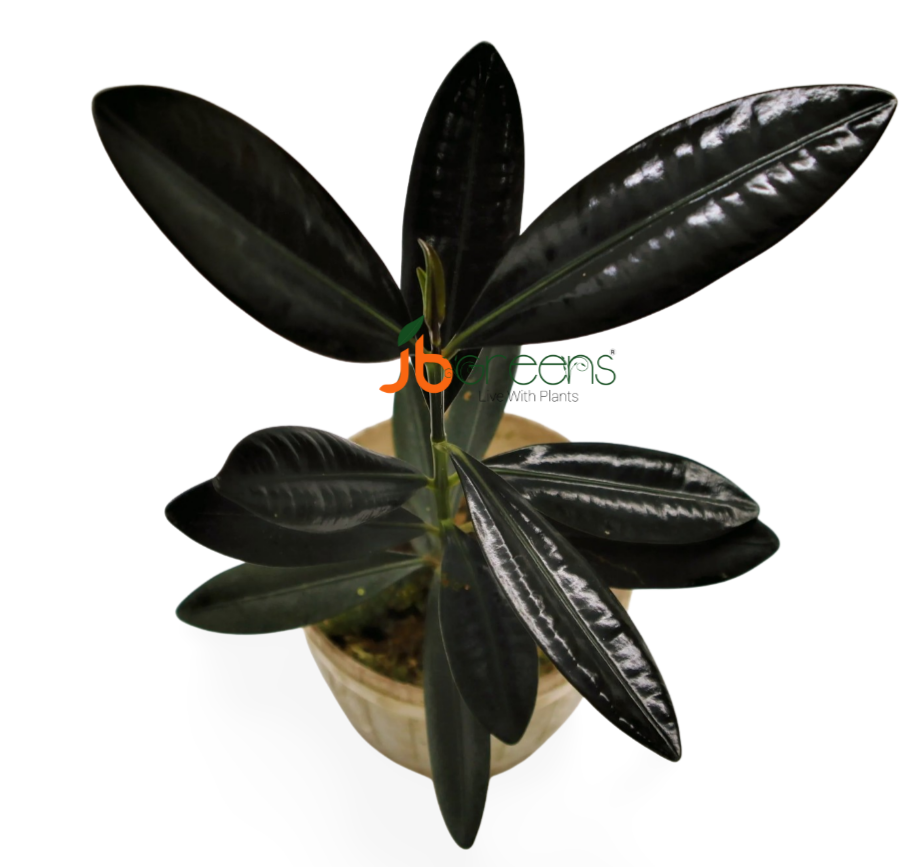 Ficus Elastica Roxb. ex Hornem