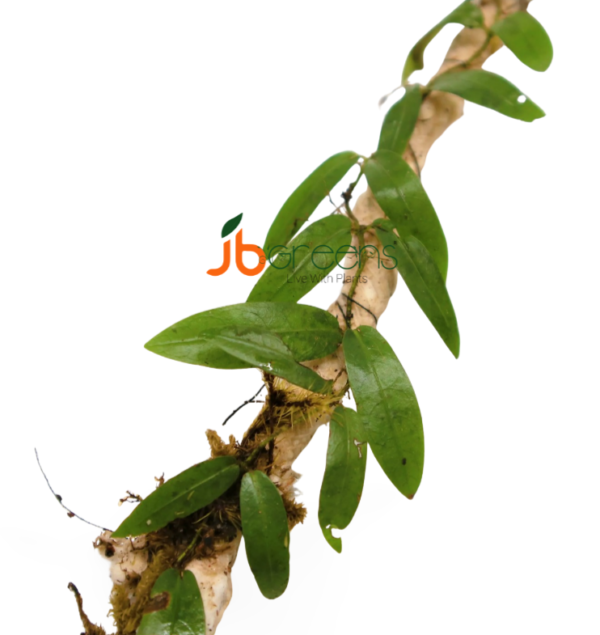 Ficus sp Panama