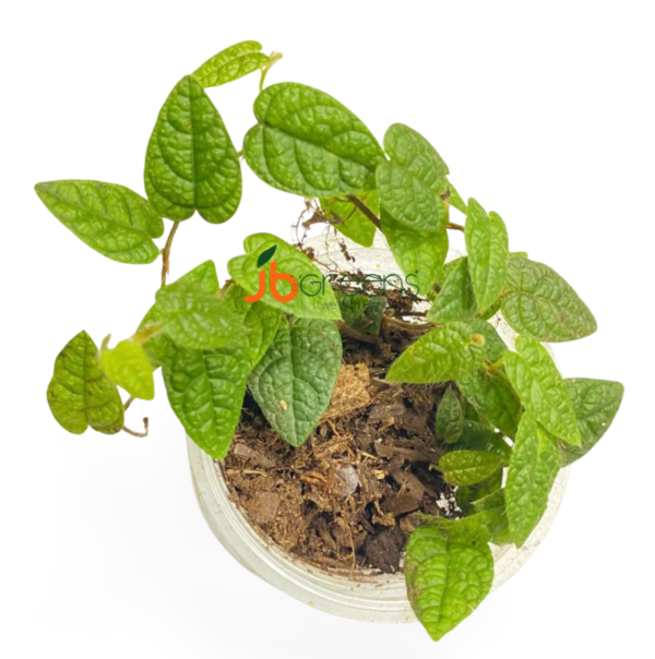 Ficus sp Papua
