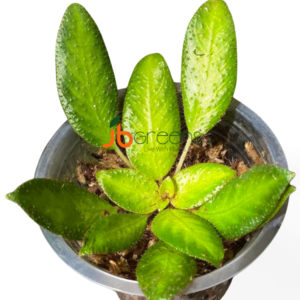 Gesneria sp