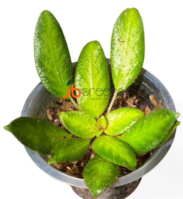 Gesneria sp