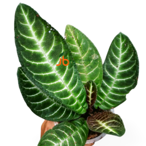 Henckelia Amoena