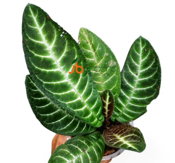 Henckelia Amoena
