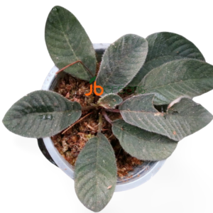 Henckelia sp Sumatra Black