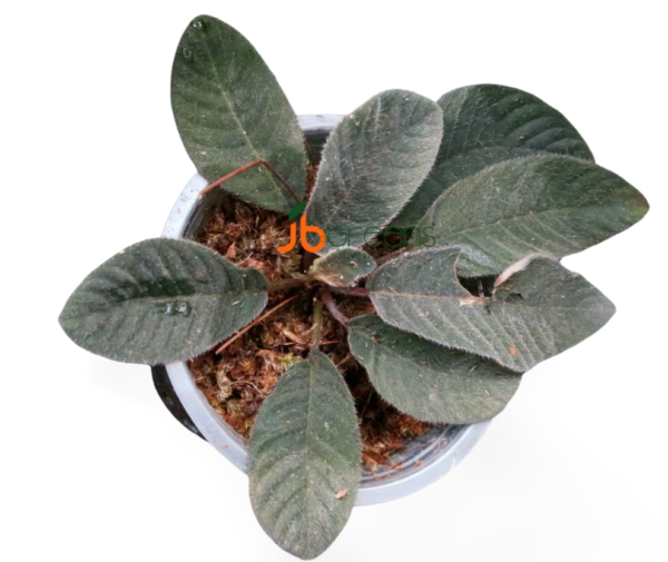 Henckelia Sp Sumatra Black