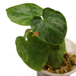 Homalomena Apobalis