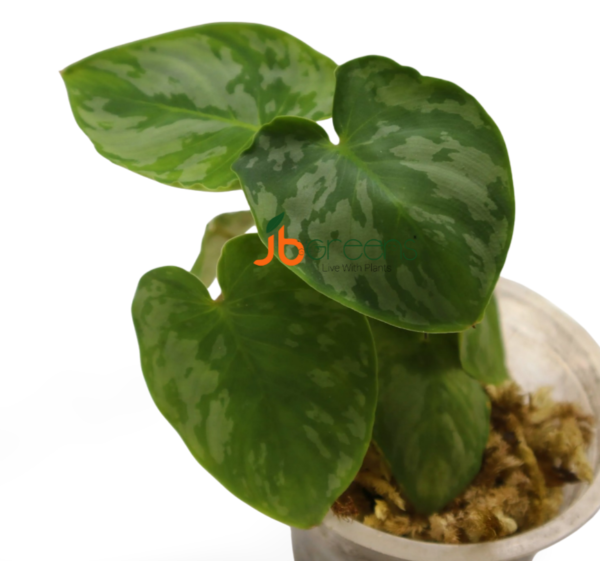 Homalomena Apobalis