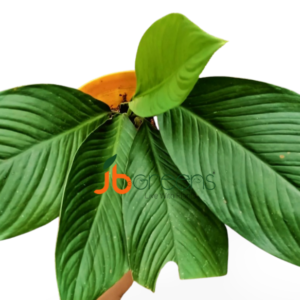 Homalomena Punctulata