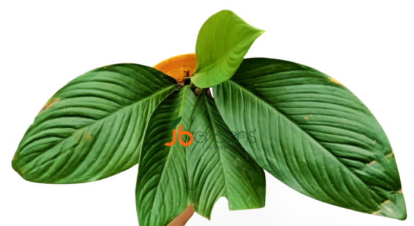 Homalomena Punctulata