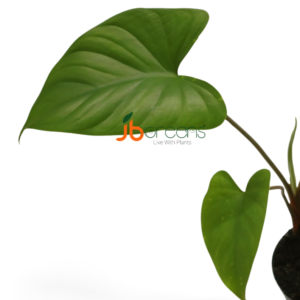 Homalomena Rubescens