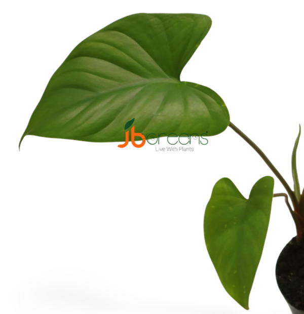 Homalomena Rubescens