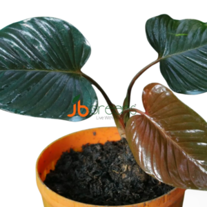 Homalomena Rubescens Dark