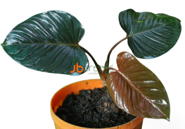 Homalomena Rubescens Dark