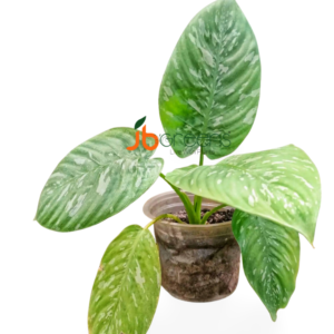 Homalomena sp. Army