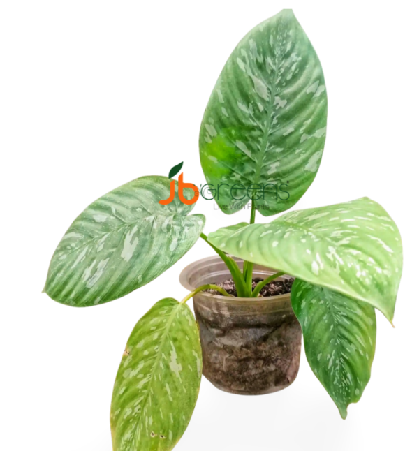 Homalomena sp. Army