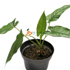 Homalomena sp. Corong