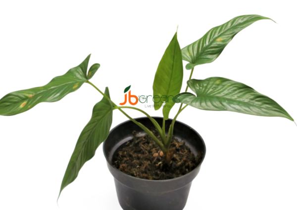 Homalomena sp. Corong