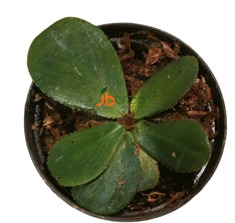 Homalomena sp. Dolphin