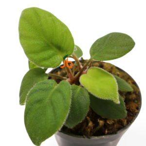 Homalomena sp. Hairy