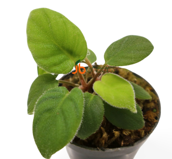 Homalomena sp. Hairy