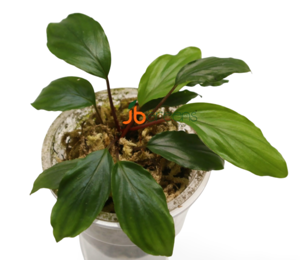 Homalomena sp. Kapuas Hulu