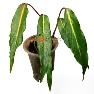 Homalomena sp. Papua