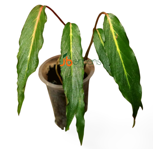 Homalomena sp. Papua