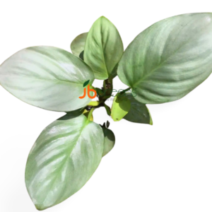 Homalomena sp. Silver Green